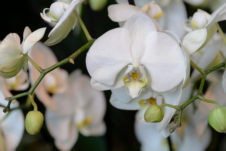 Phalaenopsis Orchid