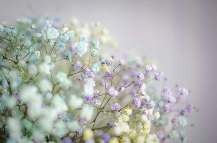 Baby's Breath