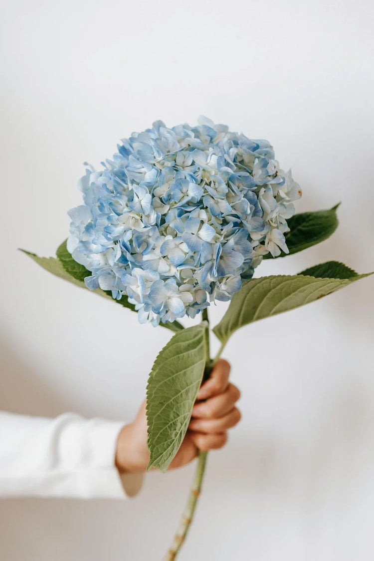 Hydrangea